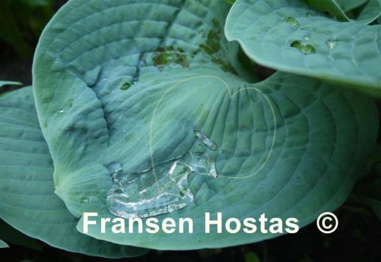 Hosta Lakeside Sapphire Pleats